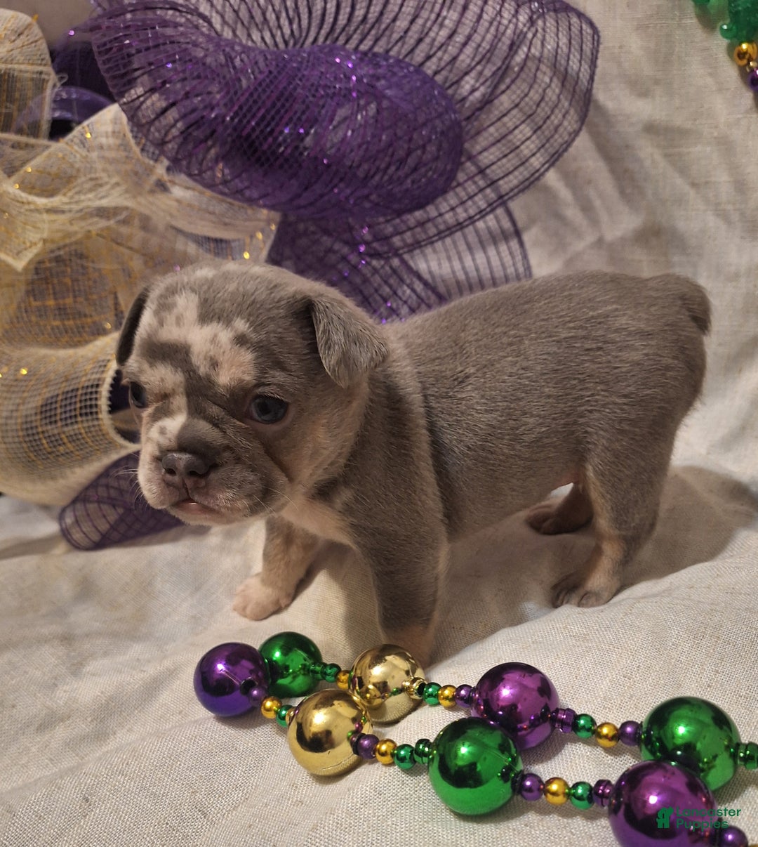 French Bulldog dogs for sale: French Bulldog Puppy 1 - Ad 9