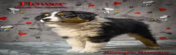 Toy Australian Shepherd dogs for sale: Flower - Ad 2
