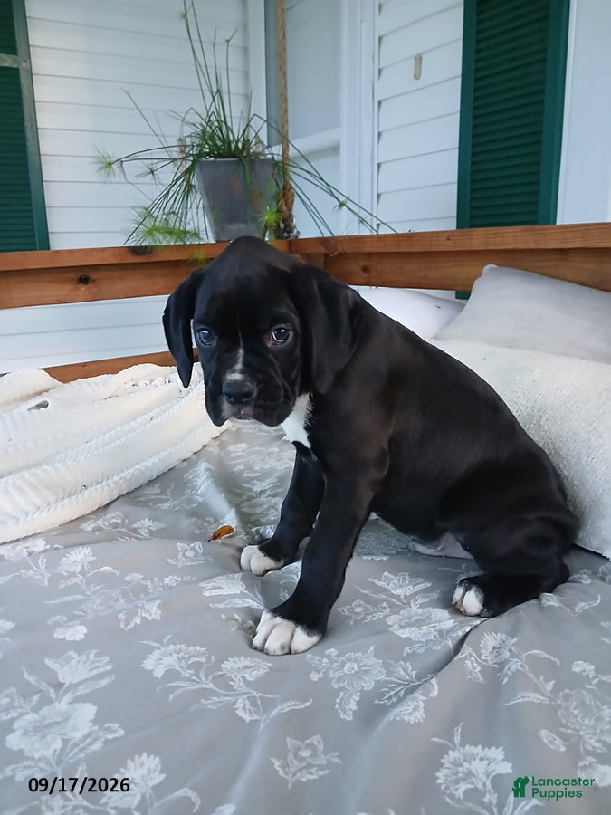 Boxer dogs Dozer - Ad 1