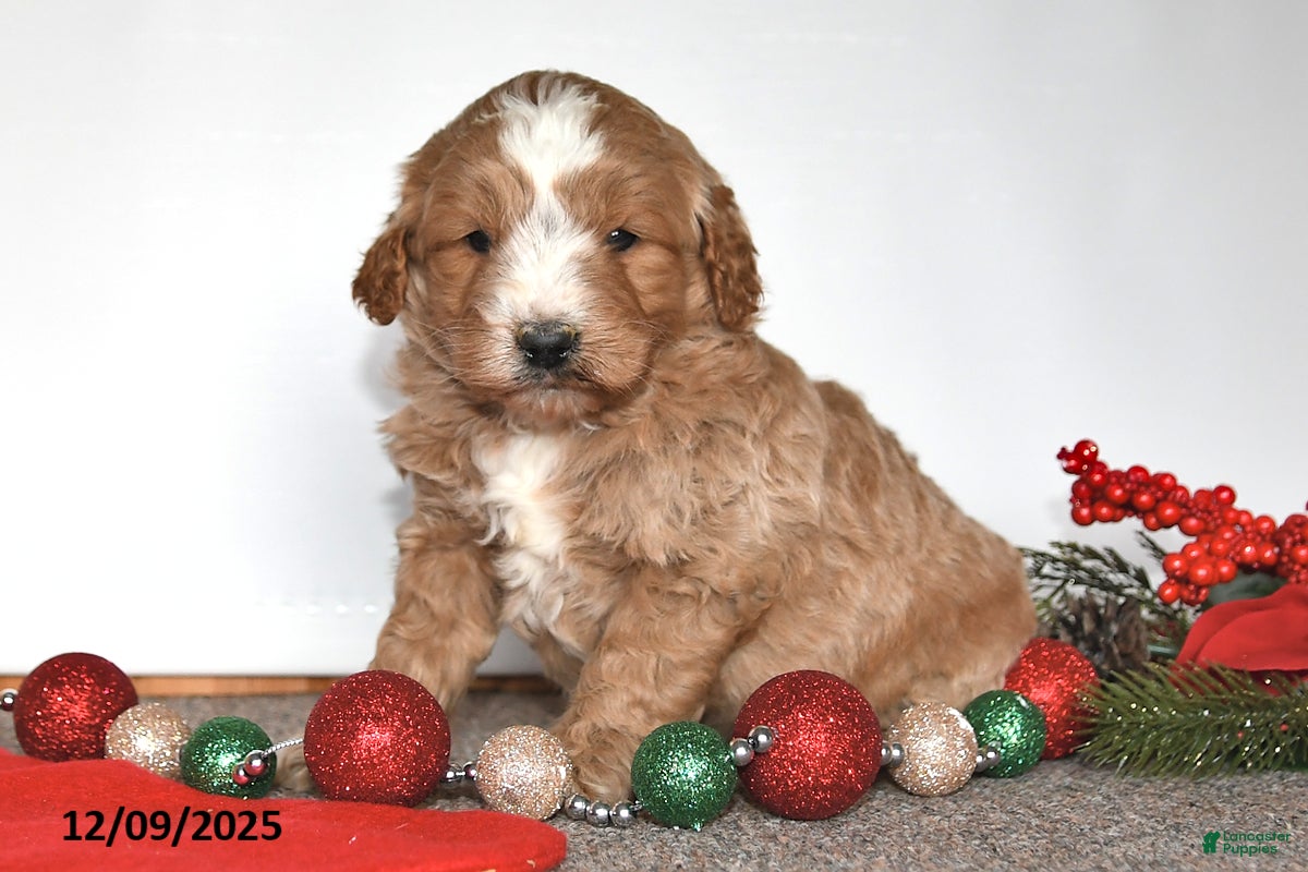 Mini Goldendoodle dogs Jenny - Ad 39