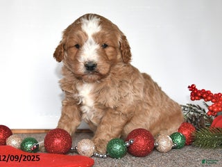 Mini Goldendoodle dogs Jenny - Ad 42