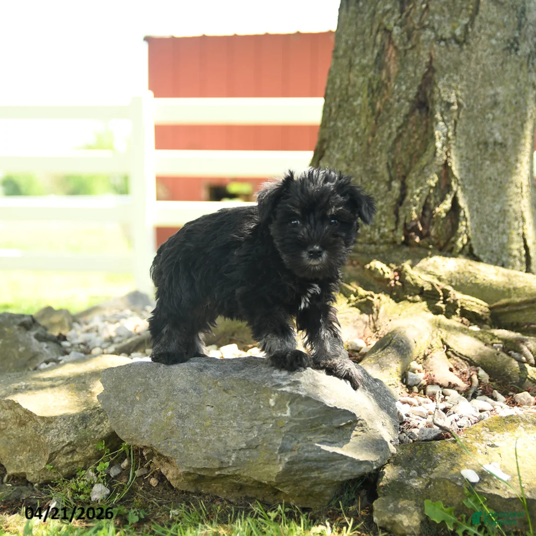 Miniature Schnauzer dogs for sale: Birdy - Ad 3