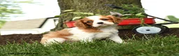 Cavalier King Charles Spaniel dogs for sale: Monroe - Ad 3