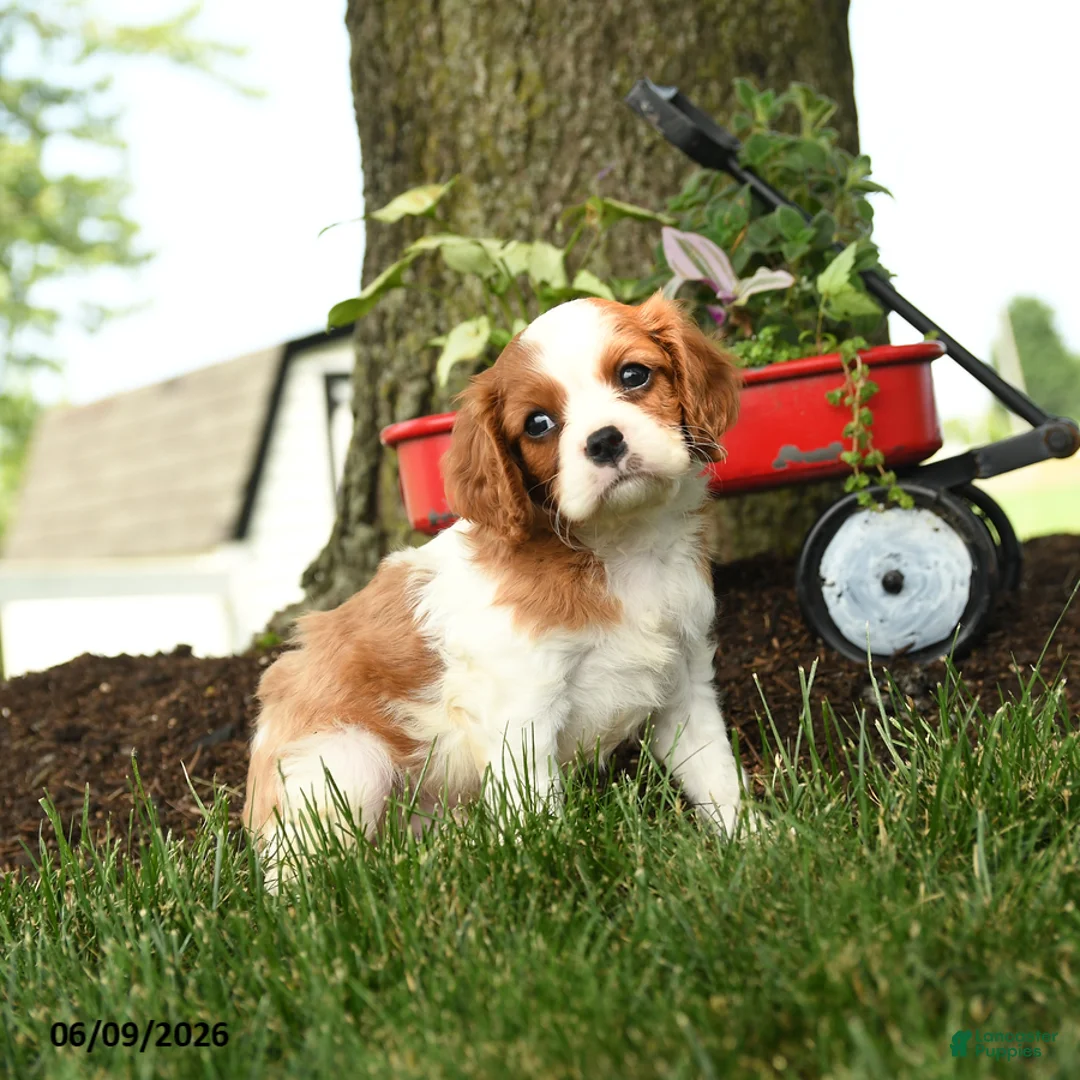 Cavalier King Charles Spaniel dogs for sale: Monroe - Ad 3
