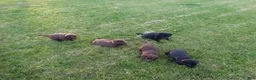 Labrador Retriever dogs for sale: Trixie - Ad 2