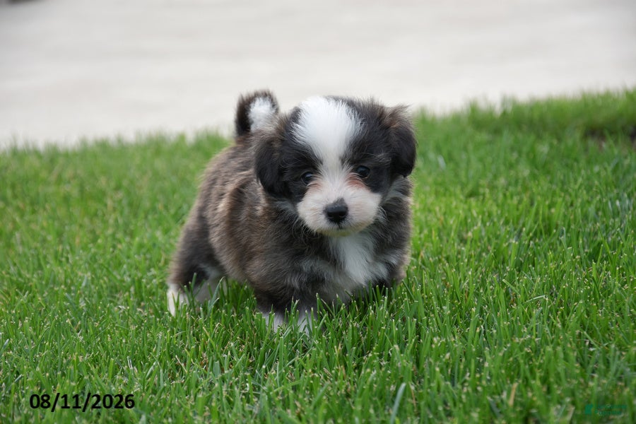 Corgipoo dogs Sophie - Ad 1