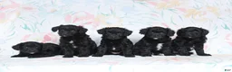 Mini Aussiedoodle dogs for sale: Peter - Ad 2