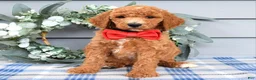 Standard Poodle dogs for sale: Rio - Ad 5
