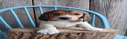 Beagle dogs for sale: Twix - Ad 1