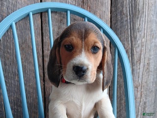 Beagle dogs Twix - Ad 35