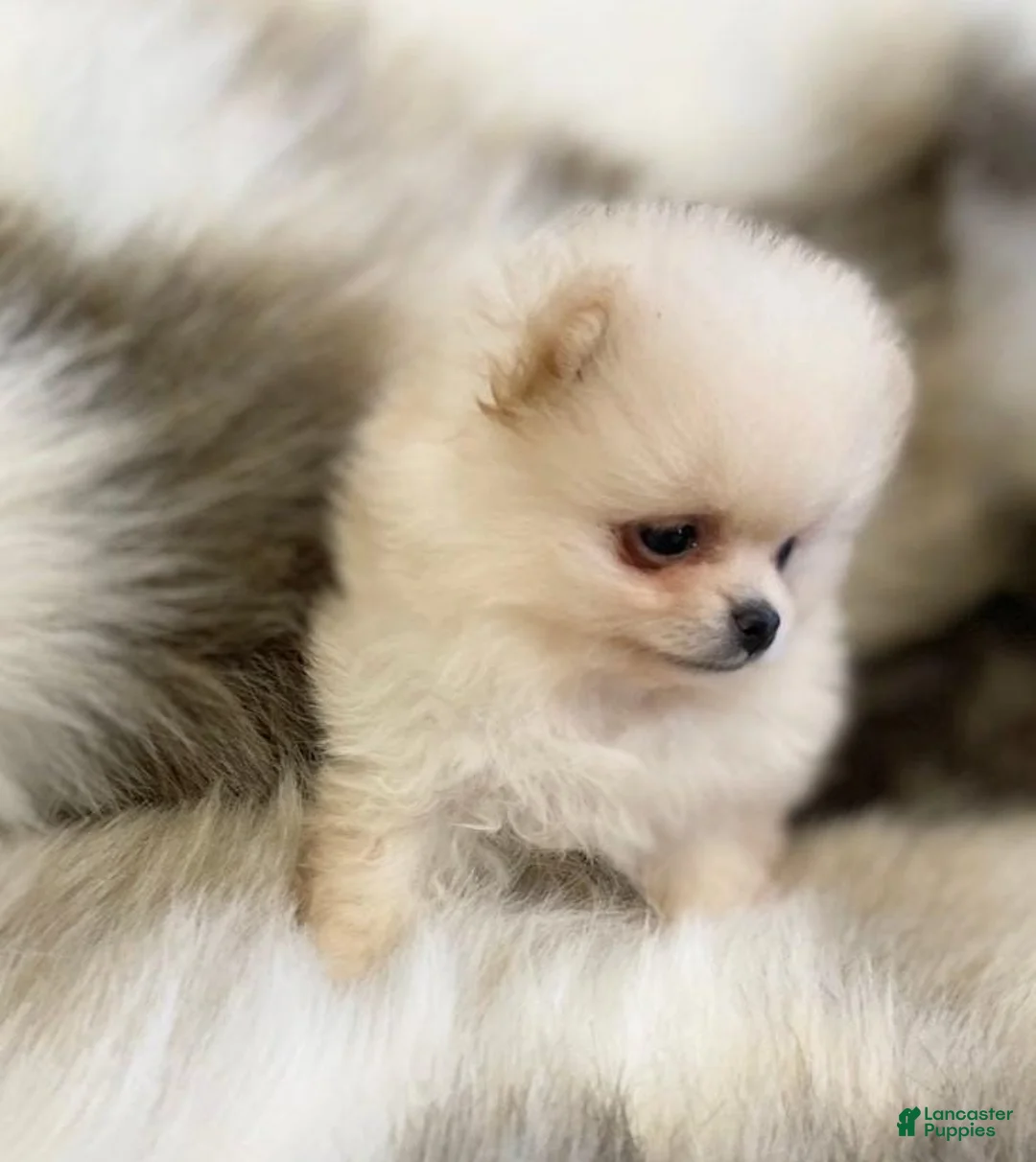 Pomeranian dogs for sale: Kayla - Ad 12