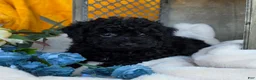 Toy Poodle dogs for sale: Blackie - Ad 3