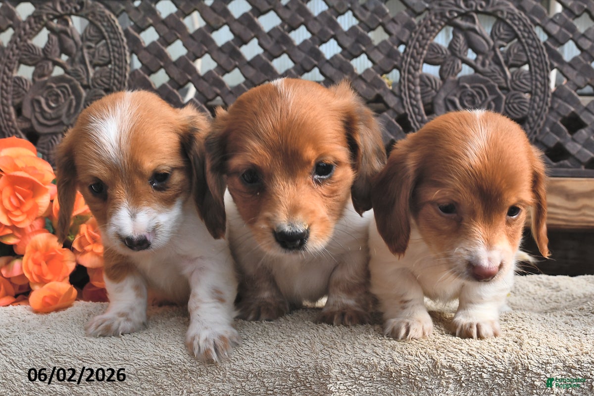 Miniature Dachshund dogs for sale: Bonny  - Ad 5