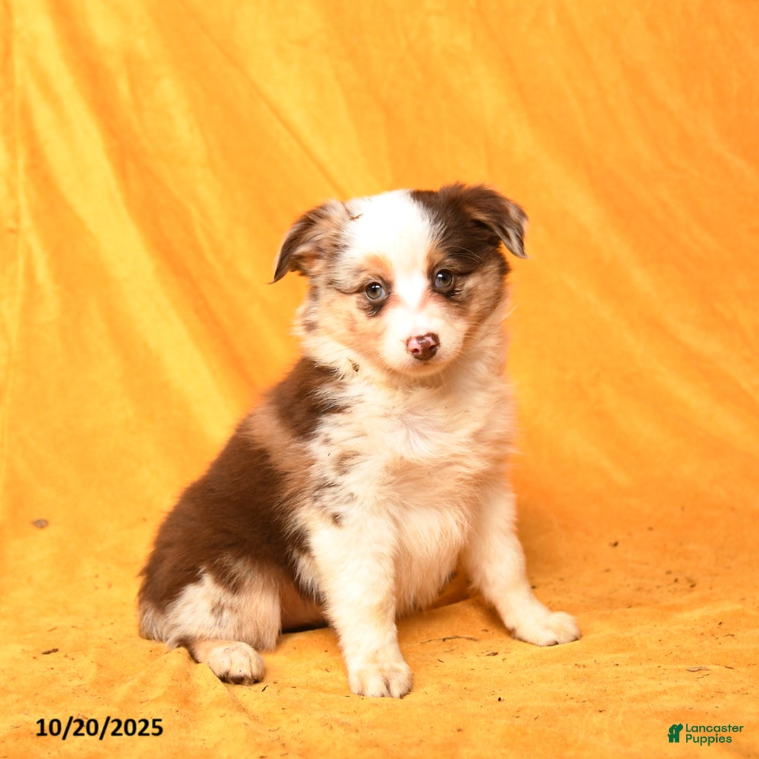 Miniature Australian Shepherd dogs for sale: Writz - Ad 3