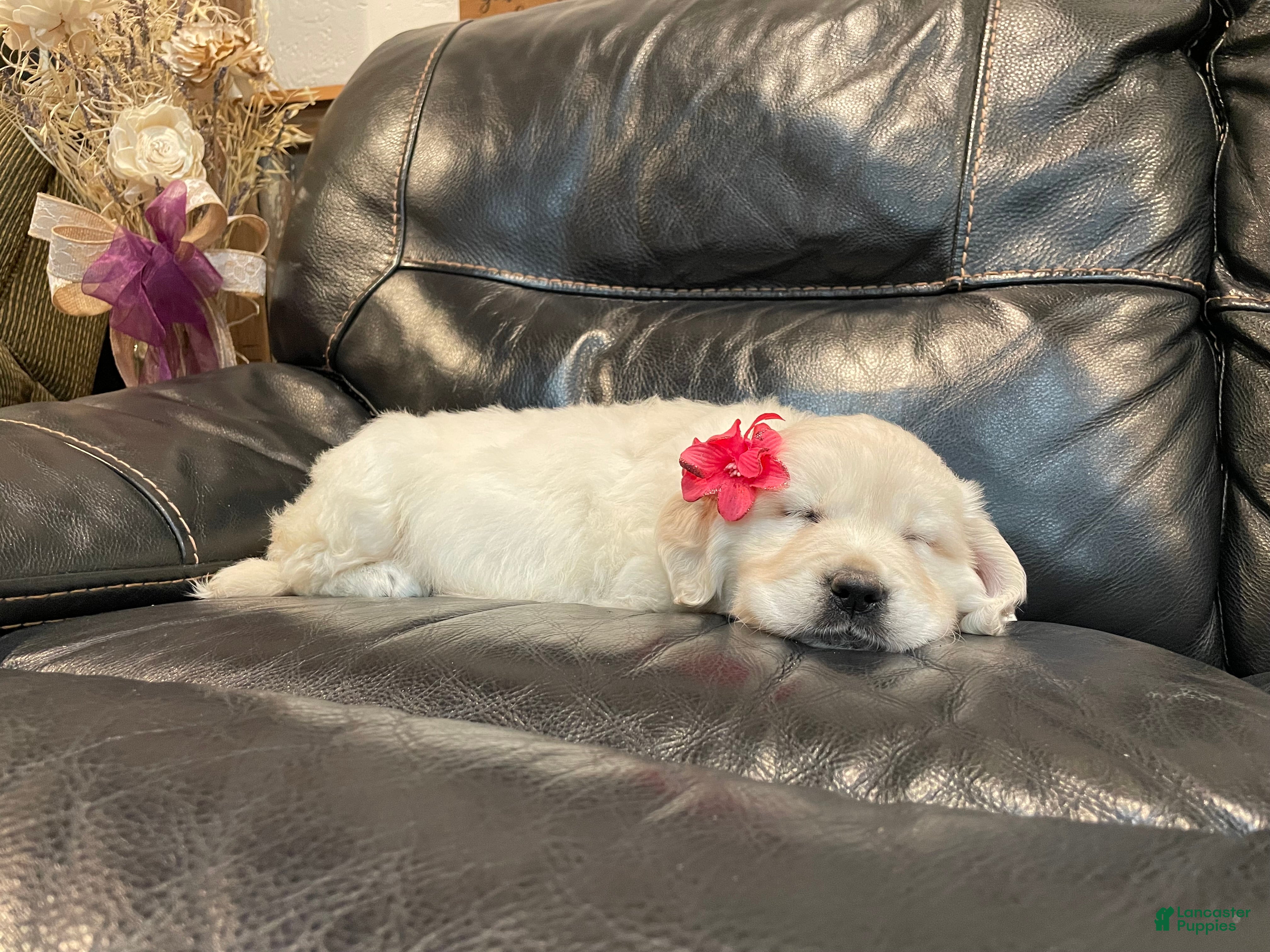 Golden Retriever dogs Princess - Ad 2