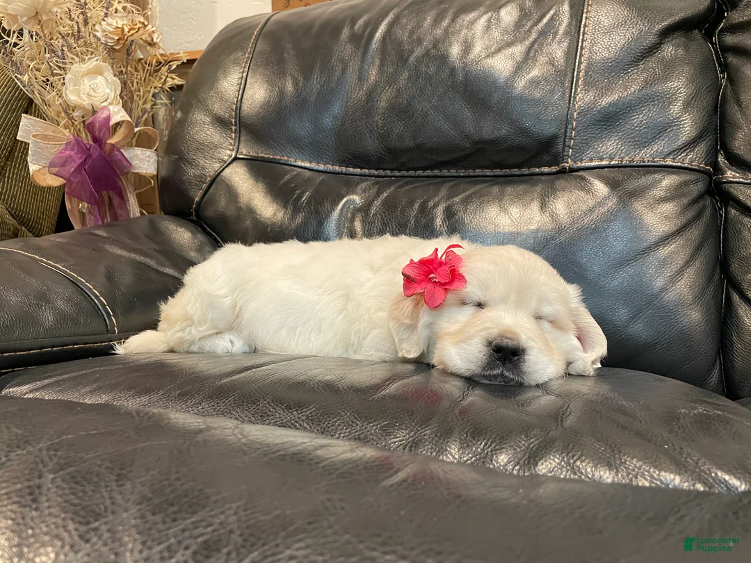 Golden Retriever dogs for sale: Princess - Ad 2