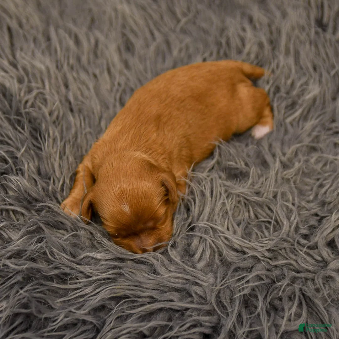 Cavapoo dogs for sale: Maple   - Ad 14
