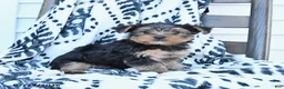 Yorkshire Terrier dogs for sale: Champ - Ad 3