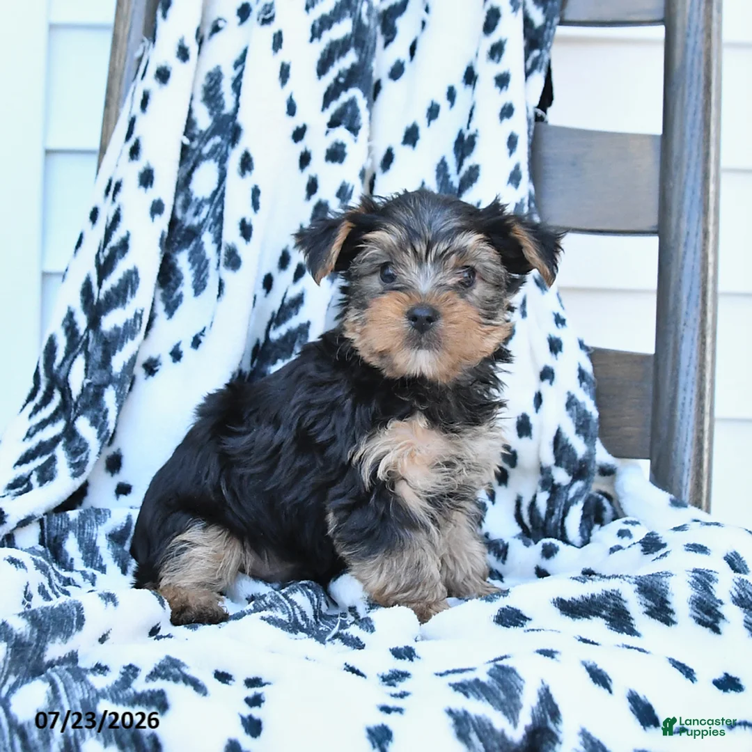 Yorkshire Terrier dogs for sale: Champ - Ad 3