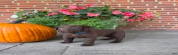 Labrador Retriever dogs for sale: Maverick - Ad 4