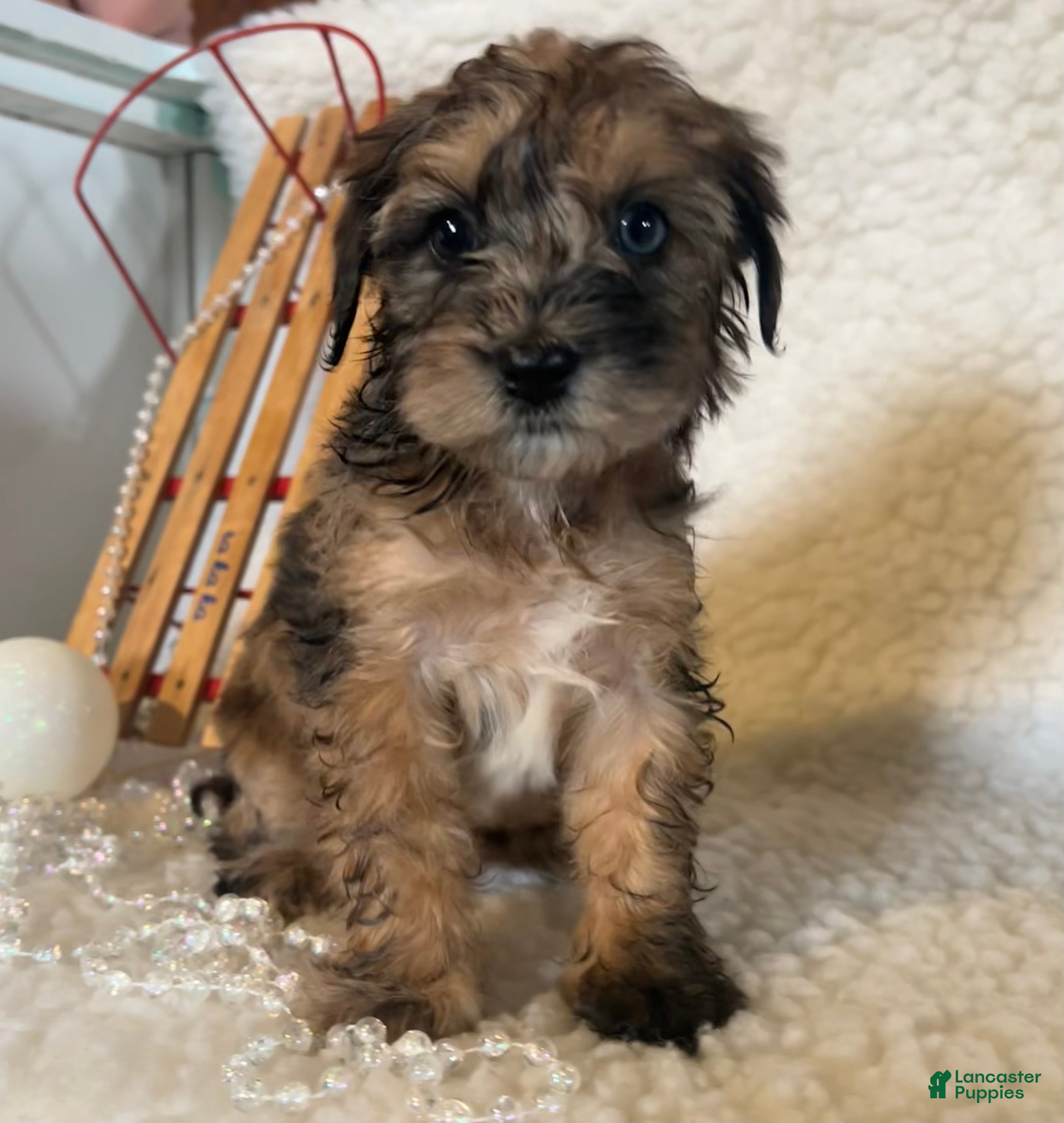 Whoodle dogs  Calico - Ad 5