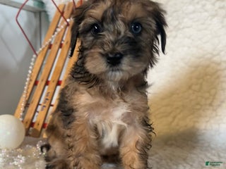 Whoodle dogs Calico - Ad 5