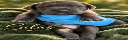 Cane Corso dogs for sale: Silas - Ad 7