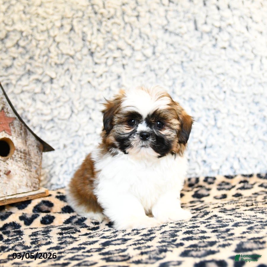 Shih Tzu dogs Dexter - Ad 1