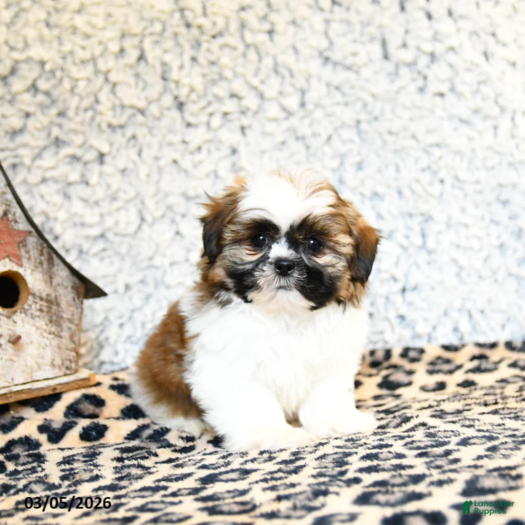 Shih Tzu dogs for sale: Dexter - Ad 1