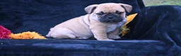 Mixed Breed dogs for sale: Buddy - Ad 5