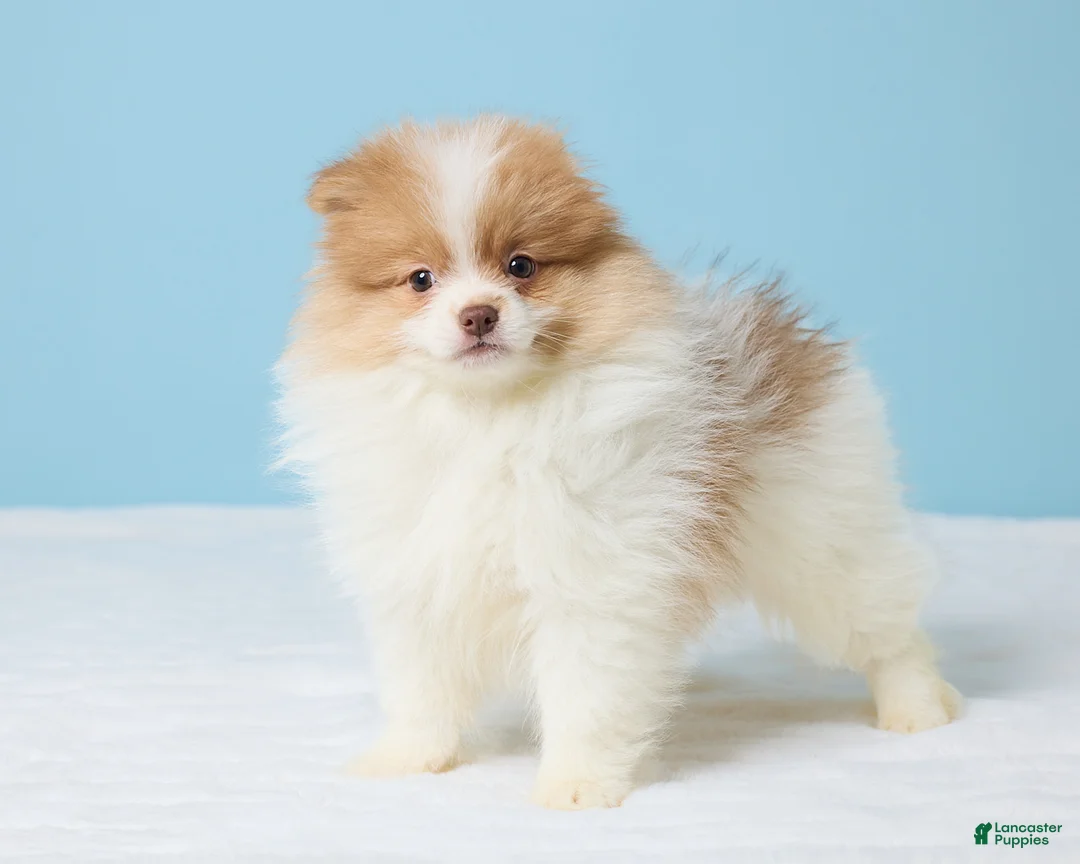 Pomeranian dogs for sale: Freddy - Ad 5
