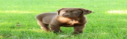 Labrador Retriever dogs for sale: Asher - Ad 3