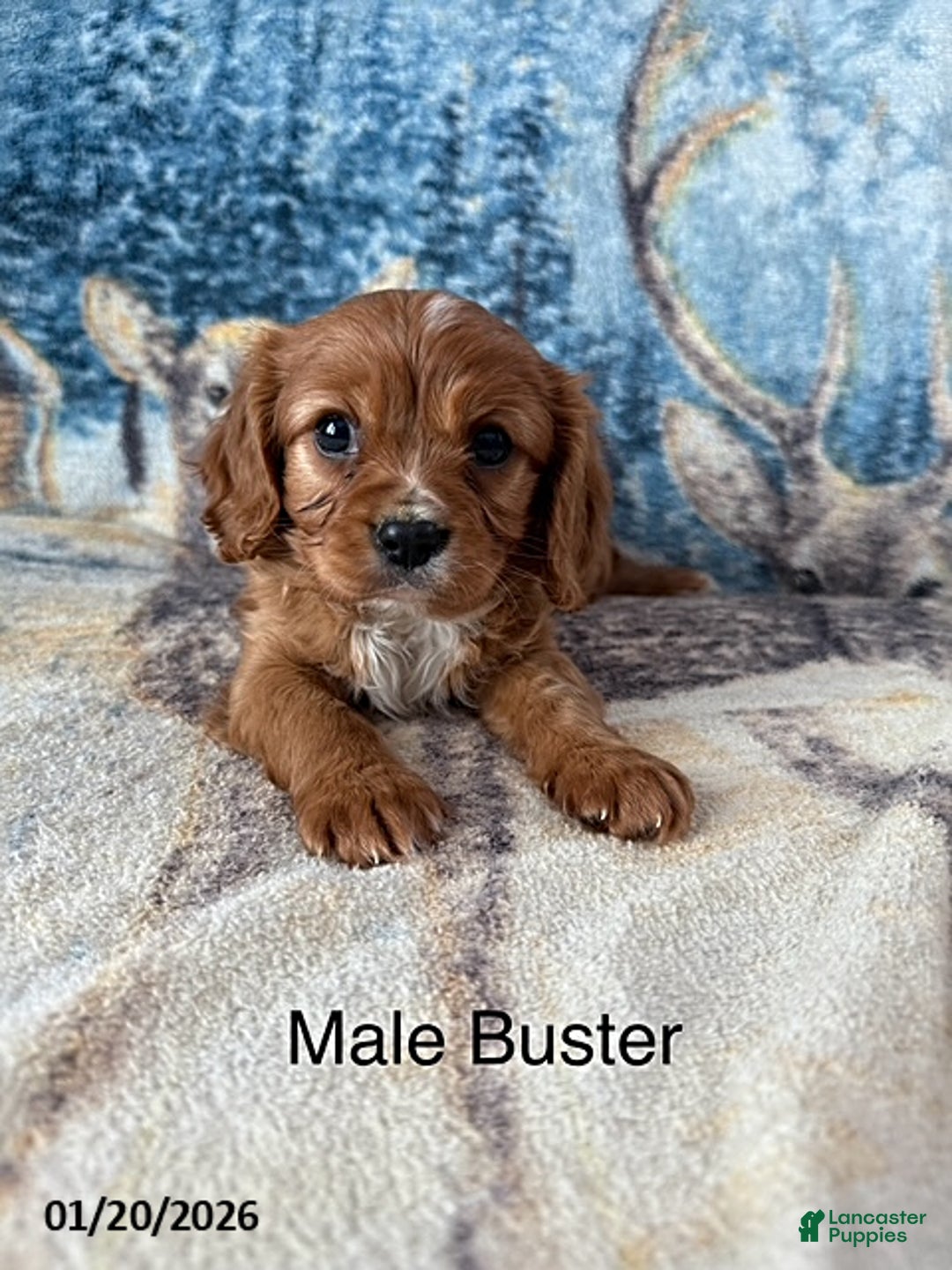 Cavalier King Charles Spaniel dogs for sale: Buster - Ad 3