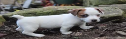 Jack Russell Terrier dogs for sale: Bandit - Ad 6