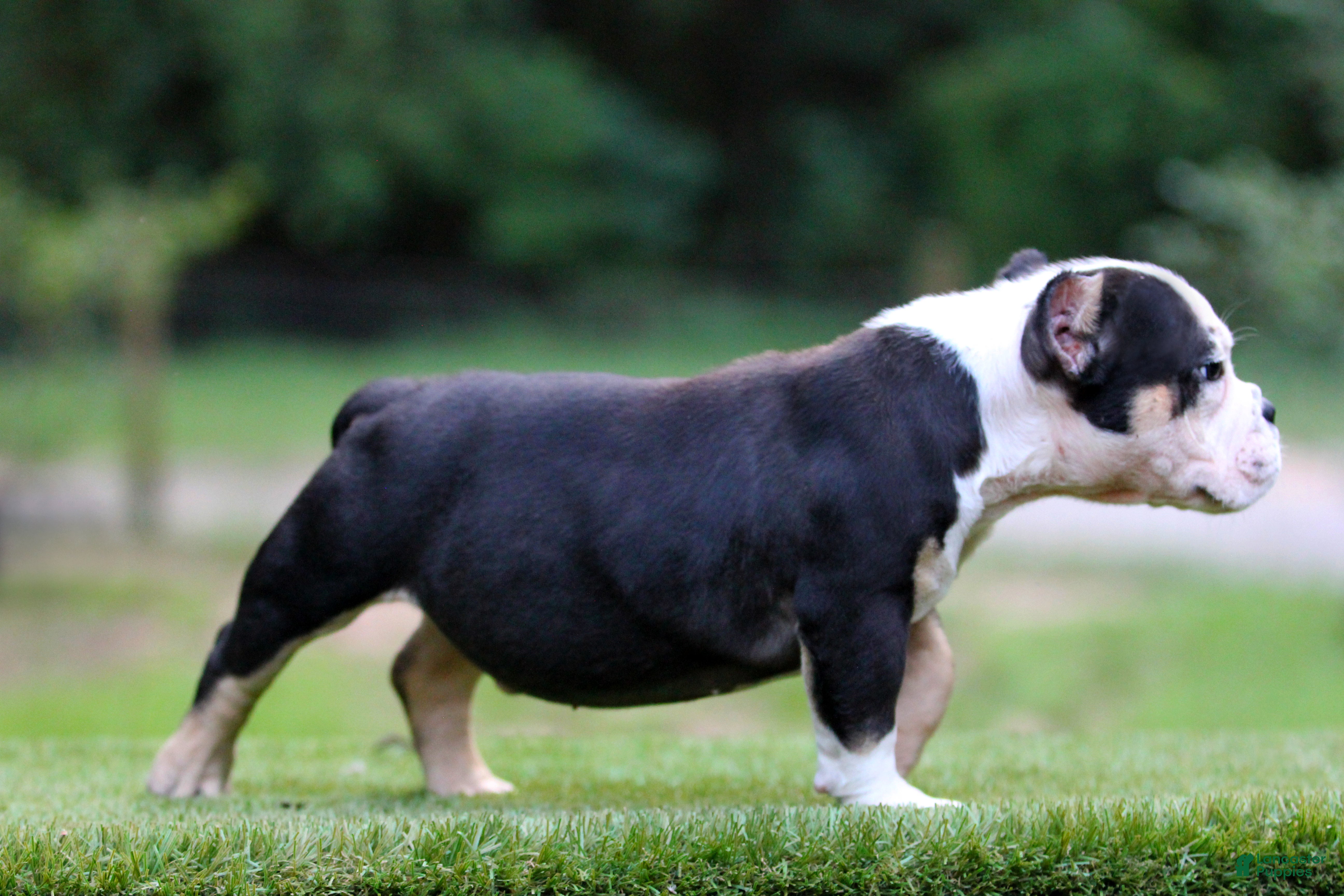 American Bully dogs Black Tri Male - Ad 2