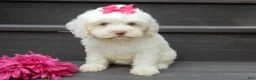 Cockapoo dogs for sale: Angel - Ad 5