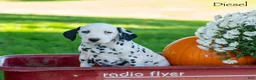 Dalmatian dogs for sale: Deisel - Ad 4