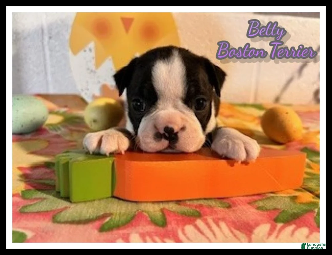 Boston Terrier dogs for sale: Betty - Ad 1