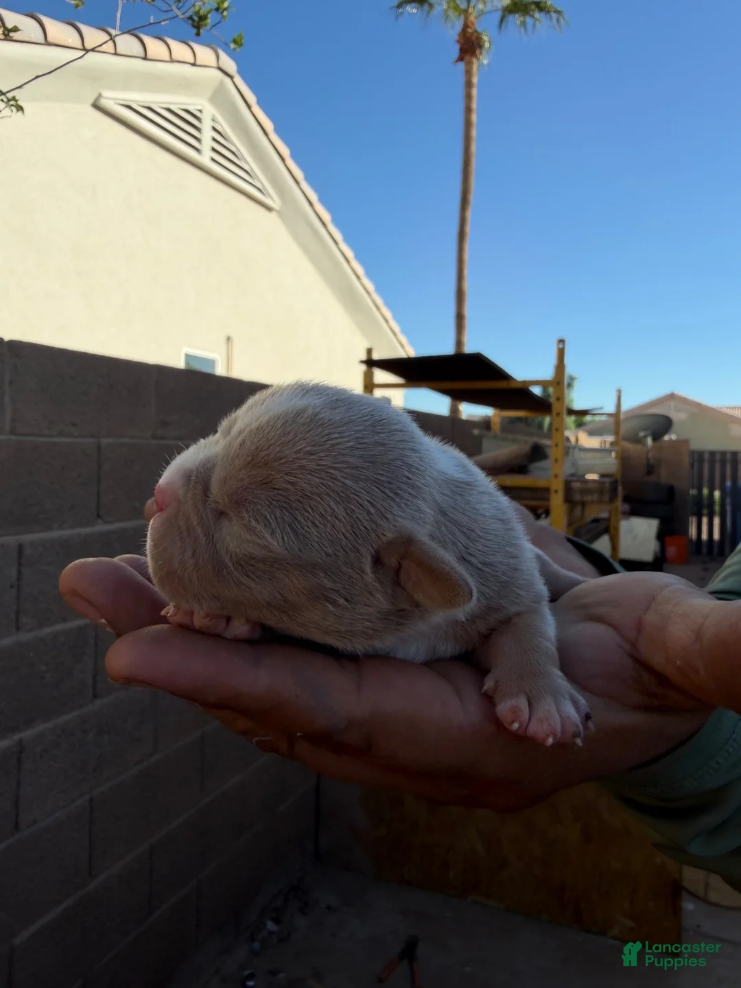 Mixed Breed dogs for sale: Tricolor 2 - Ad 2