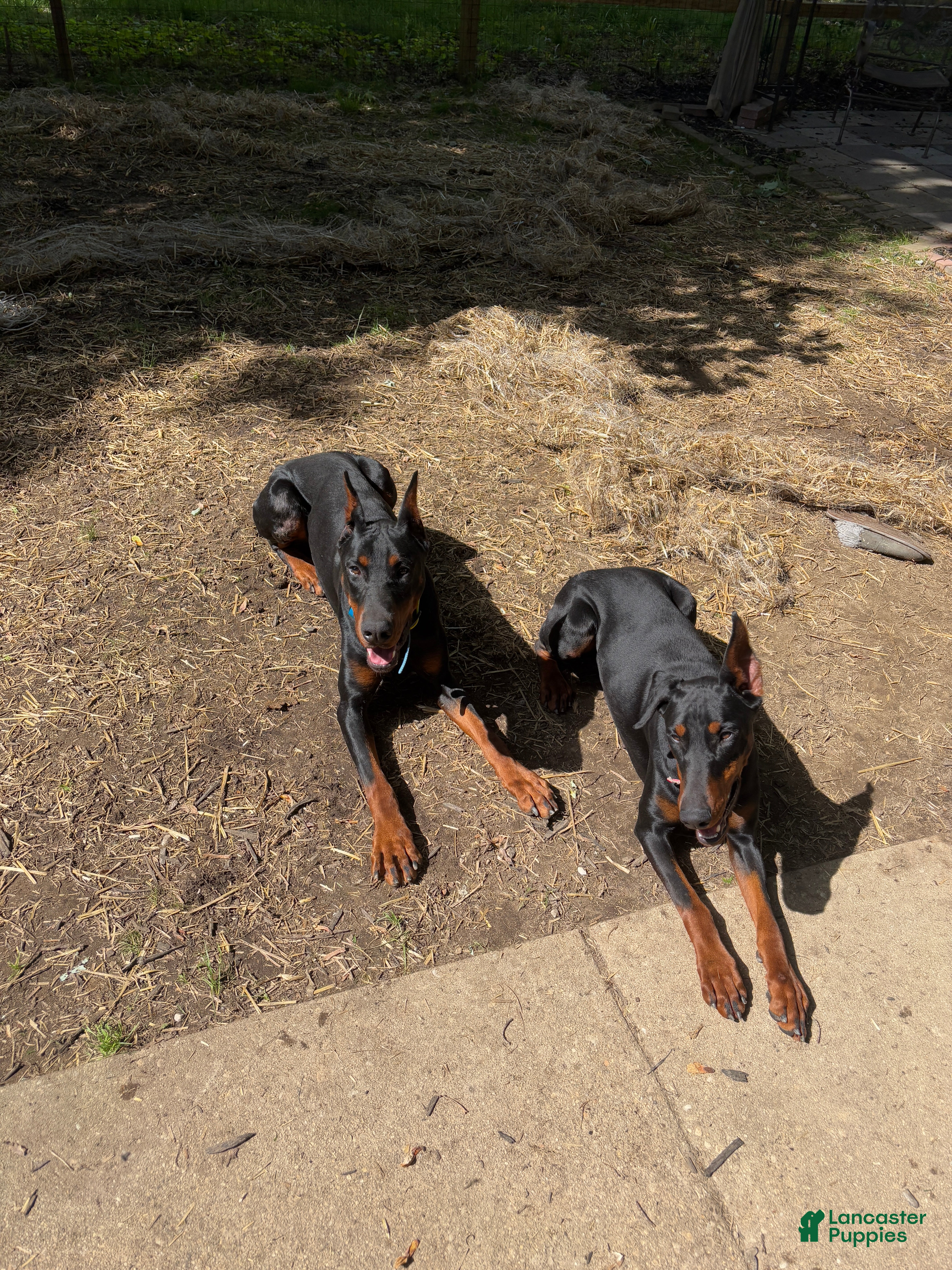 Doberman Pinscher dogs Doberman Pinscher Puppy 1 - Ad 30