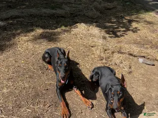 Doberman Pinscher dogs Doberman Pinscher Puppy 1 - Ad 30
