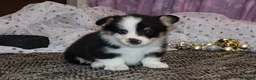 Welsh Corgi Pembroke dogs for sale: Carlotta - Ad 27