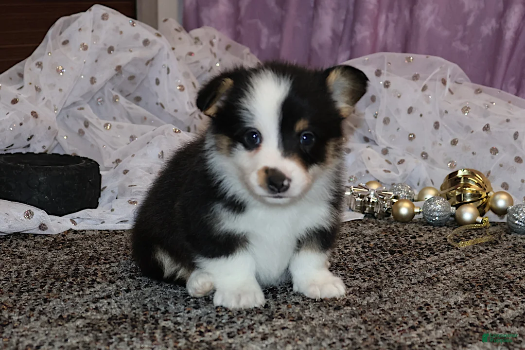 Welsh Corgi Pembroke dogs for sale: Carlotta - Ad 27