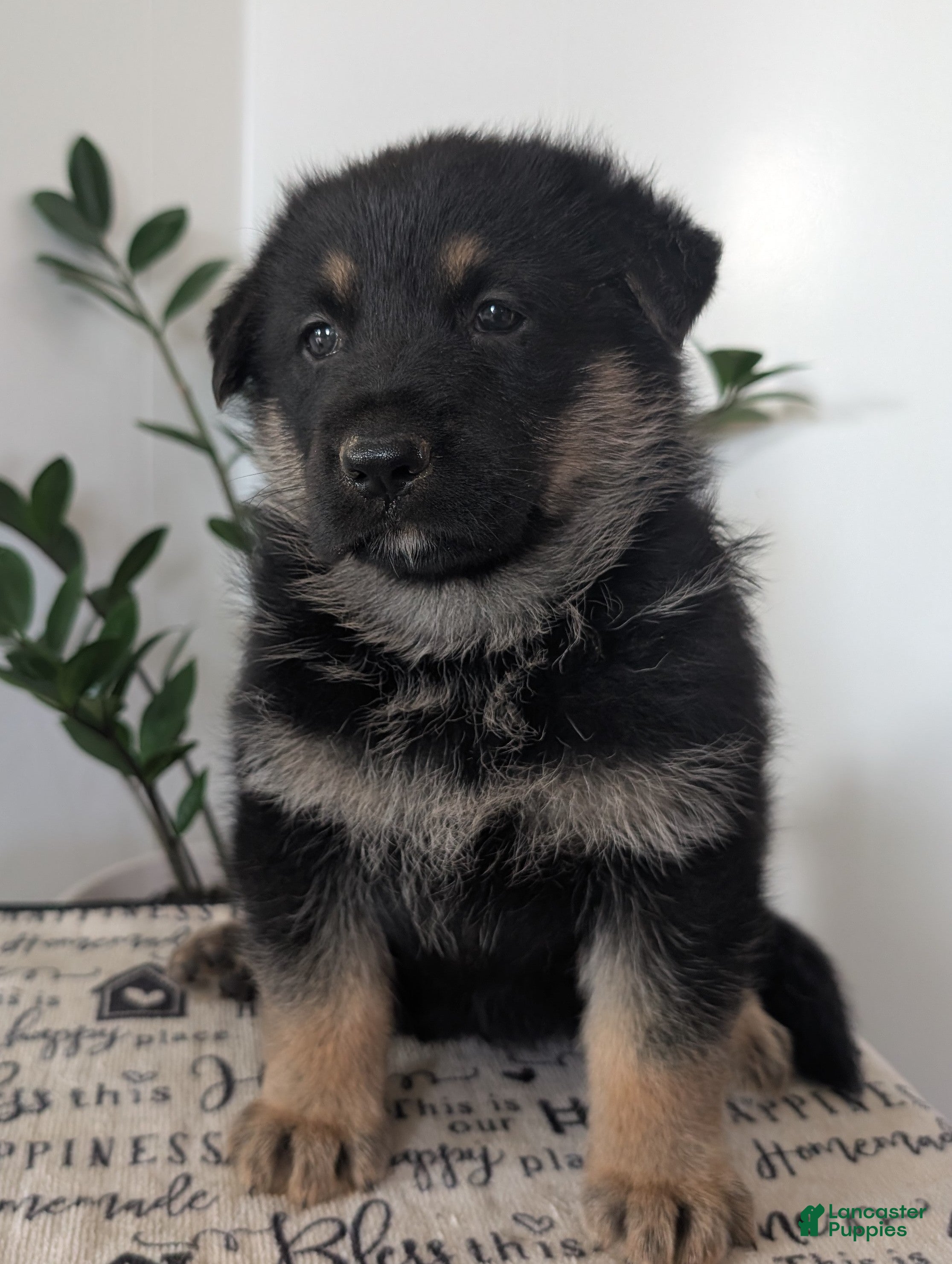 German Shepherd dogs Mindy  - Ad 2