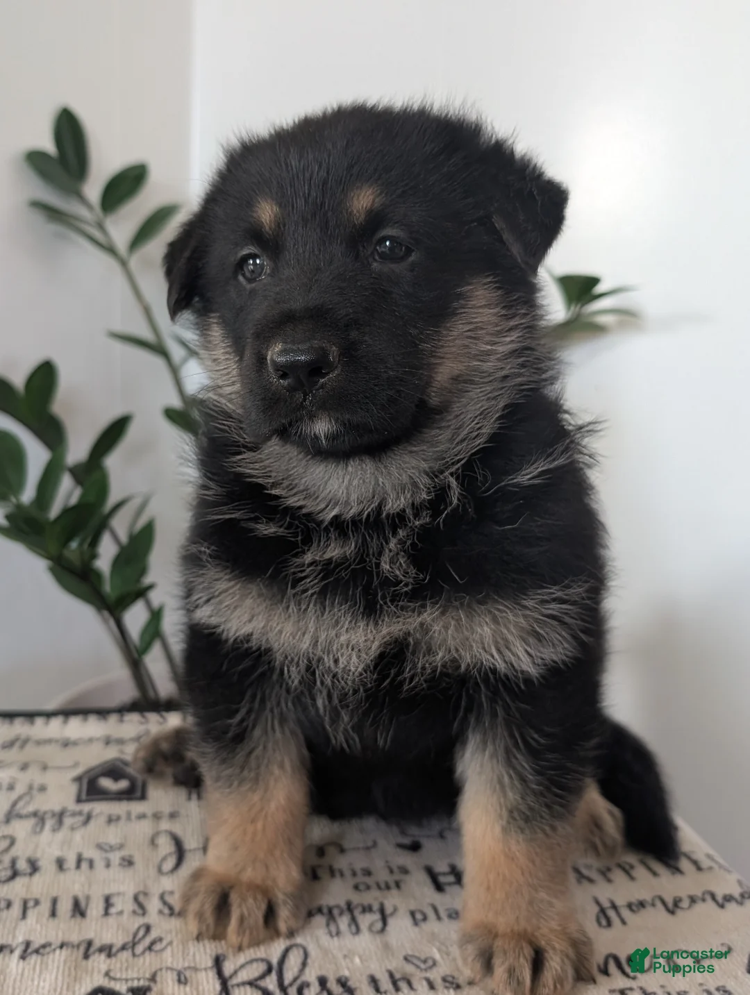 German Shepherd dogs for sale: Mindy  - Ad 2