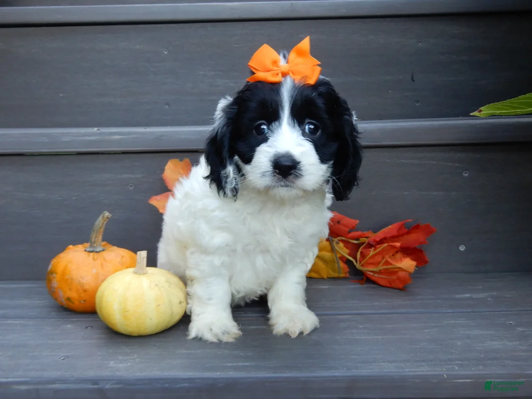 Cockapoo dogs for sale: Molly - Ad 2