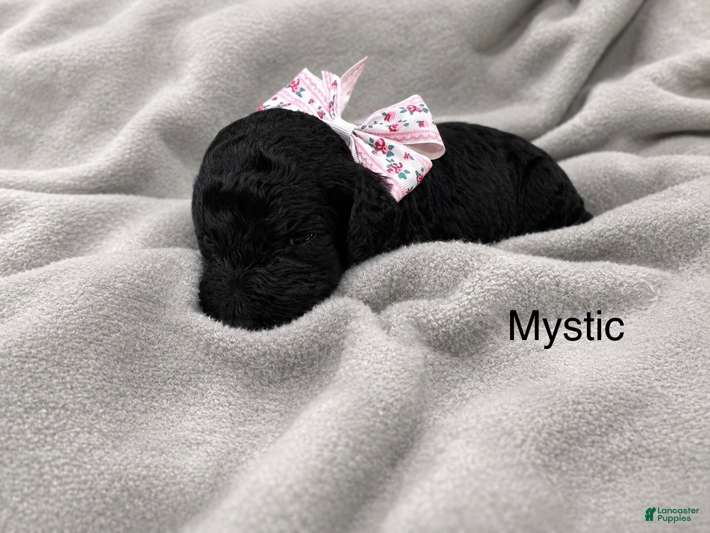 Standard Poodle dogs Mystic  - Ad 1
