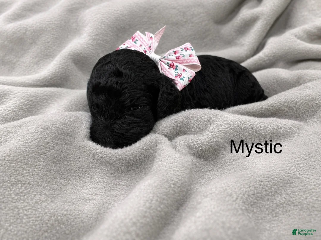 Standard Poodle dogs for sale: Mystic  - Ad 1