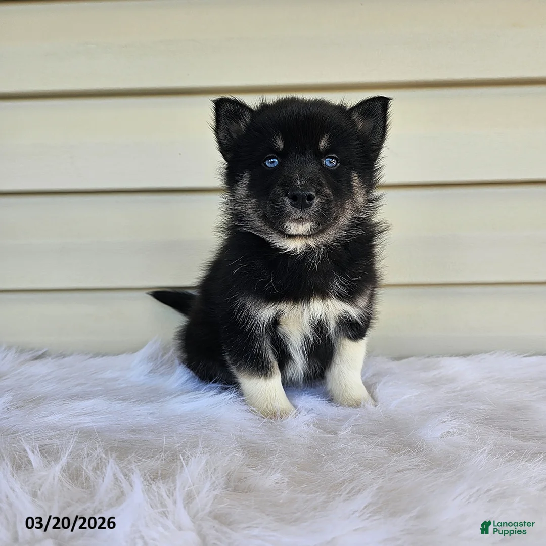 Pomsky dogs for sale: Luca - Ad 3