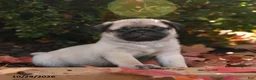 Pug dogs for sale: Porkchop - Ad 3